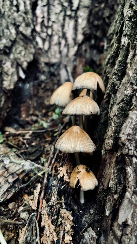 three mushrooms grow up close on the side of a tree