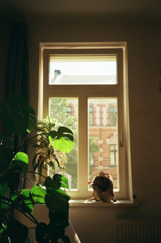 a houseplant and a cat are sitting in the window sill