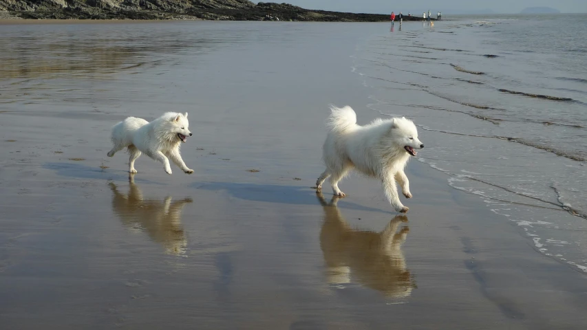 two poodle dogs running on the beach toward the water
