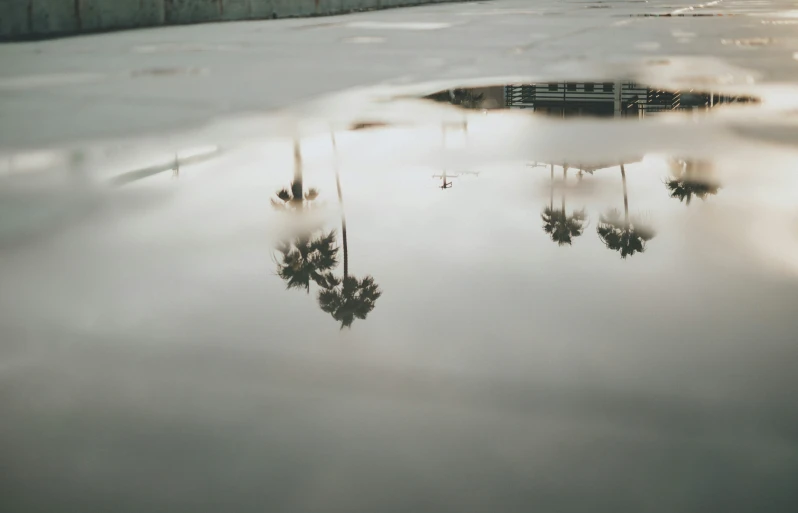 several trees in a dle of water with buildings in the background