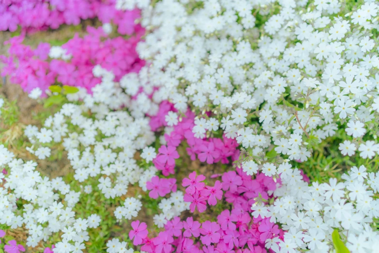 a field full of flowers is shown with many color