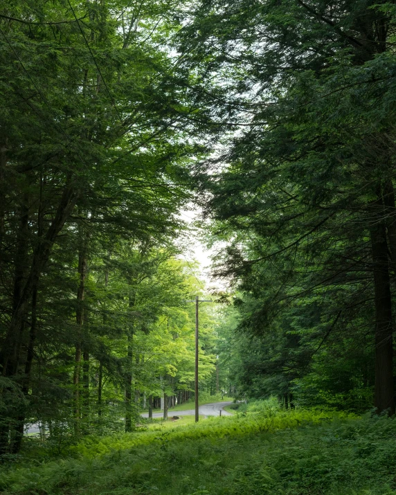 the trees line a park path with a bench in between them