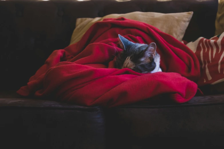a cat is curled up on a red blanket