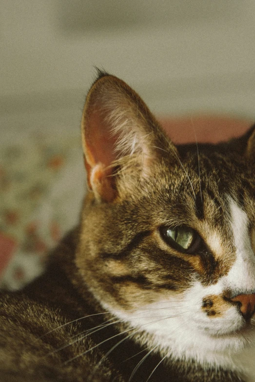 a calico cat with white and brown markings sitting on top of a bed