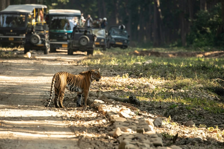 two tiger cubs crossing a dirt road next to many jeeps