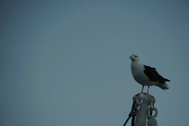 a bird with a small beak sits on the tip of a light pole