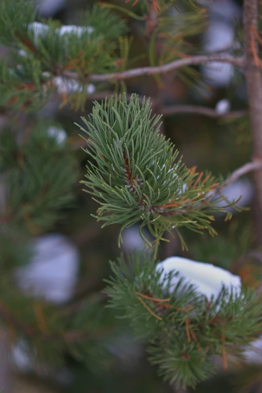 a bird perched on top of a small pine tree