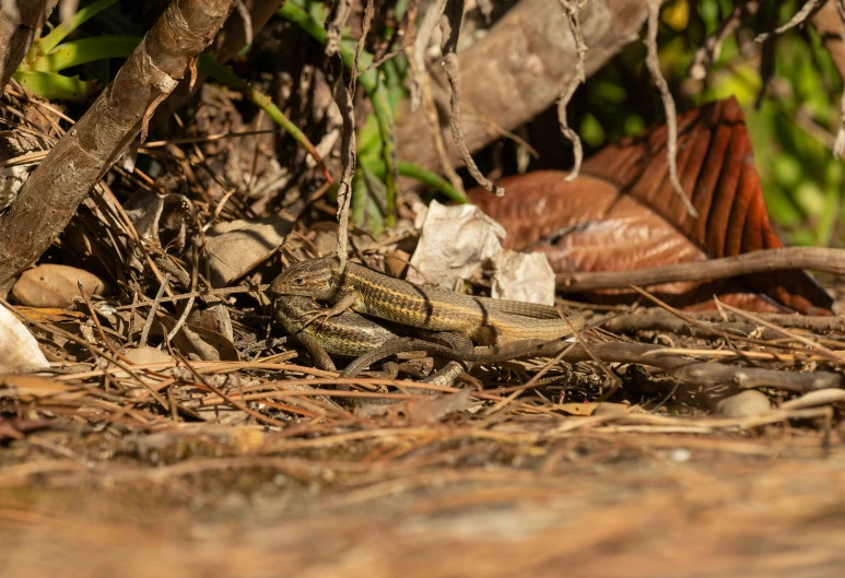 an iguana walking across a wooden walkway in the jungle