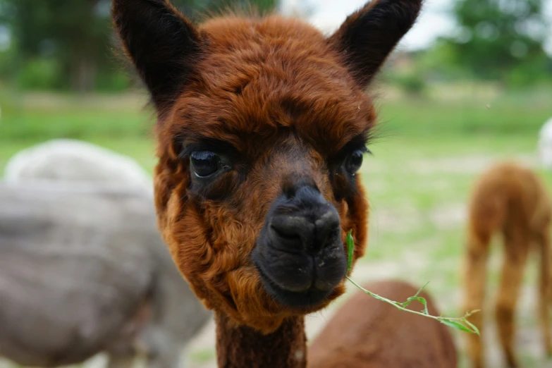 a lama eating some green leaves near other sheep