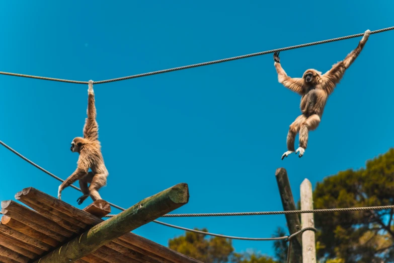 two monkeys hanging off of wires near some trees