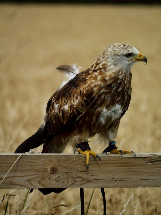a brown and white bird sitting on top of a wooden bench