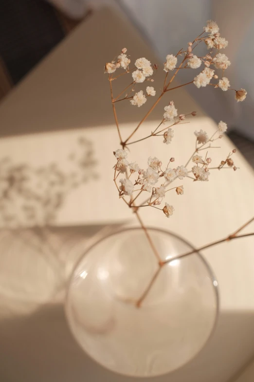 a white flower and water in a small glass vase