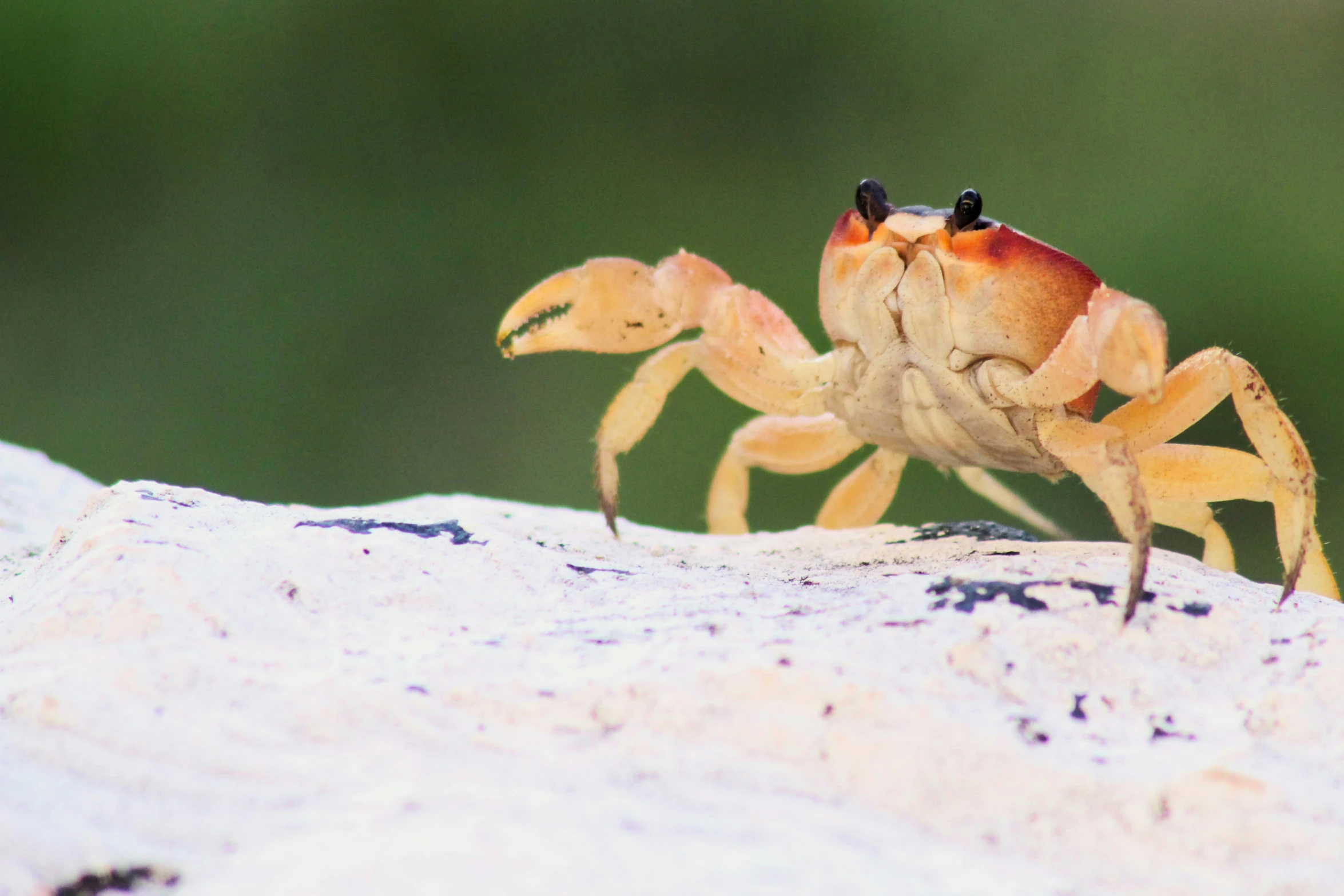 a brown crab is sitting on a rock