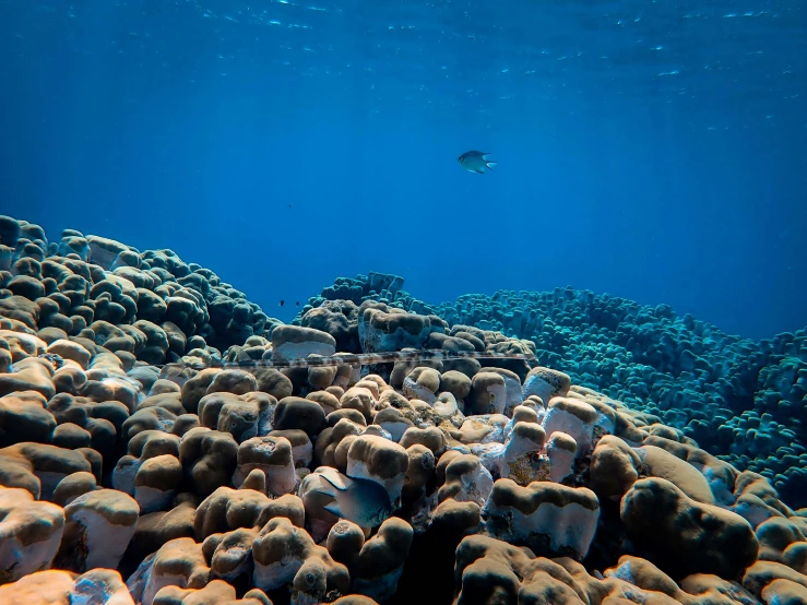 a fish swims over coral and a reef