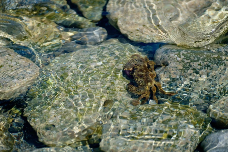 a tiny, brown sea urchin on some rocks