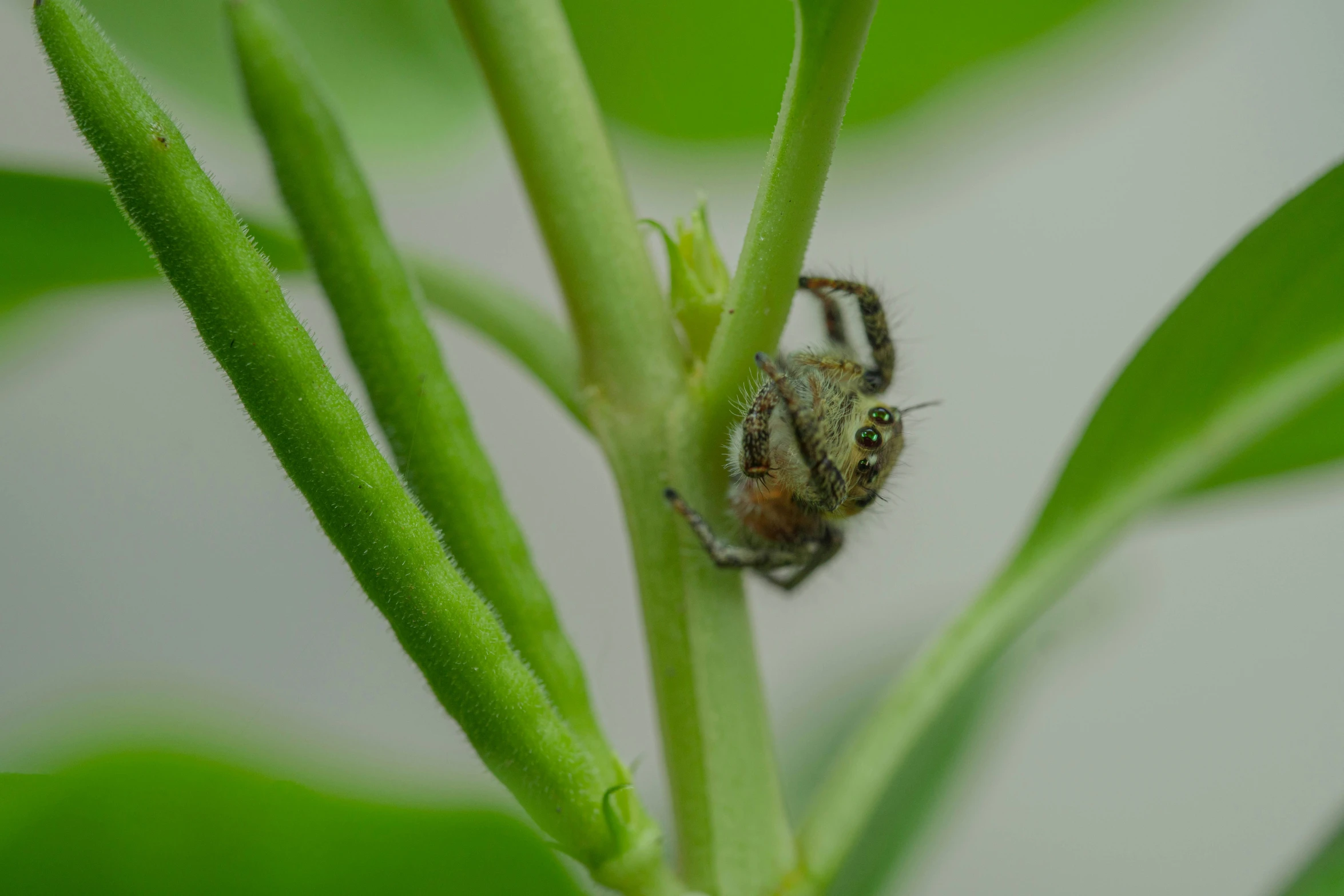 a insect sits on top of a plant stem