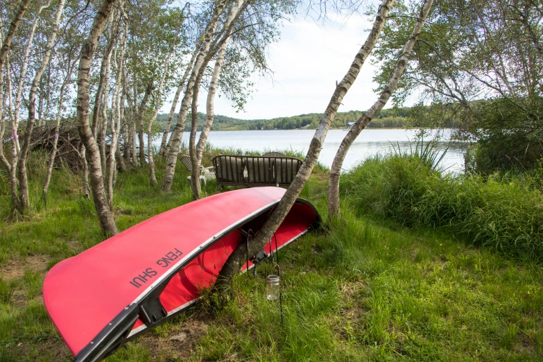a red canoe leaning against a tree next to water