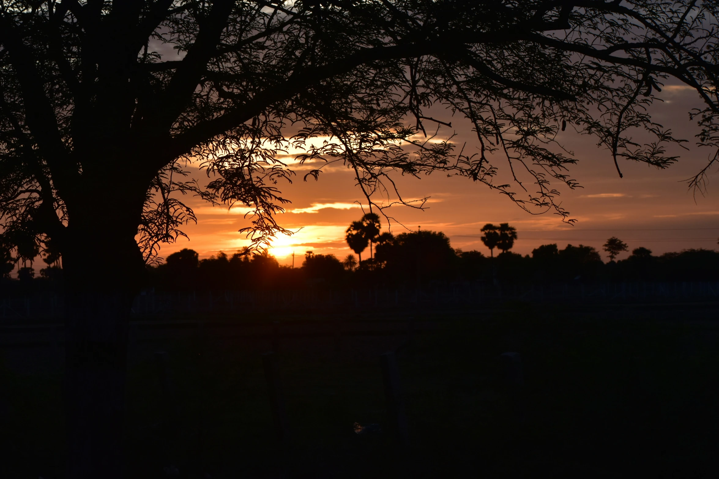 a sunset view through a large leafless tree