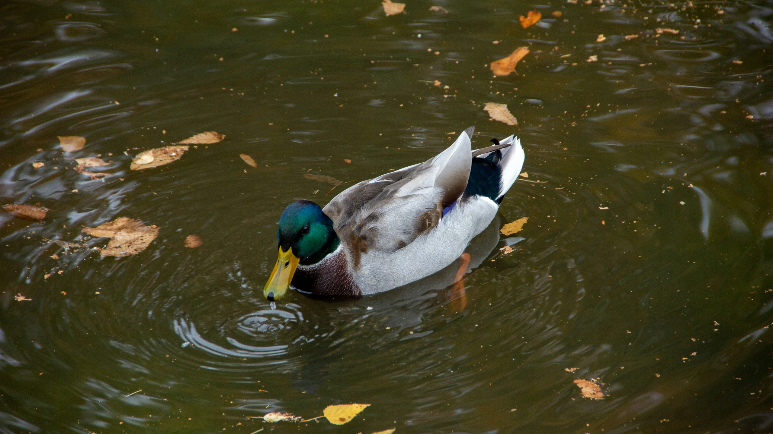 a duck swims in a pond with fall leaves