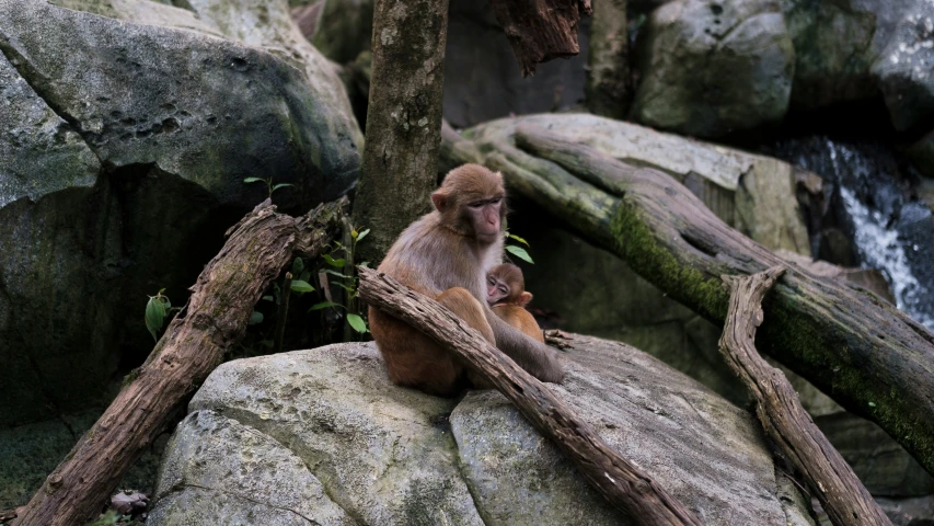 a monkey sitting on top of a rock covered in moss