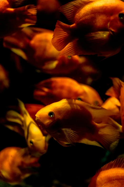 a group of yellow fish sitting in the middle of a tank