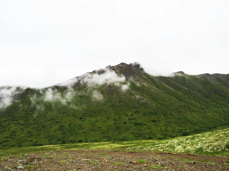 there is a small horse that is standing in the grass