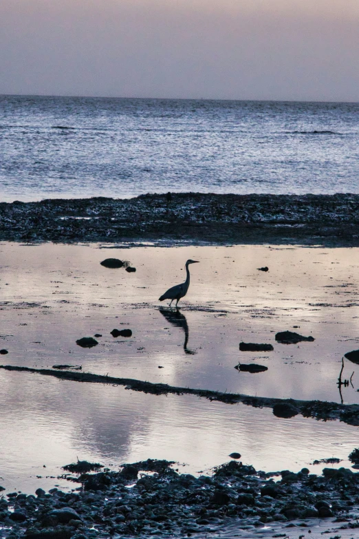 a bird walks on the wet beach next to the ocean