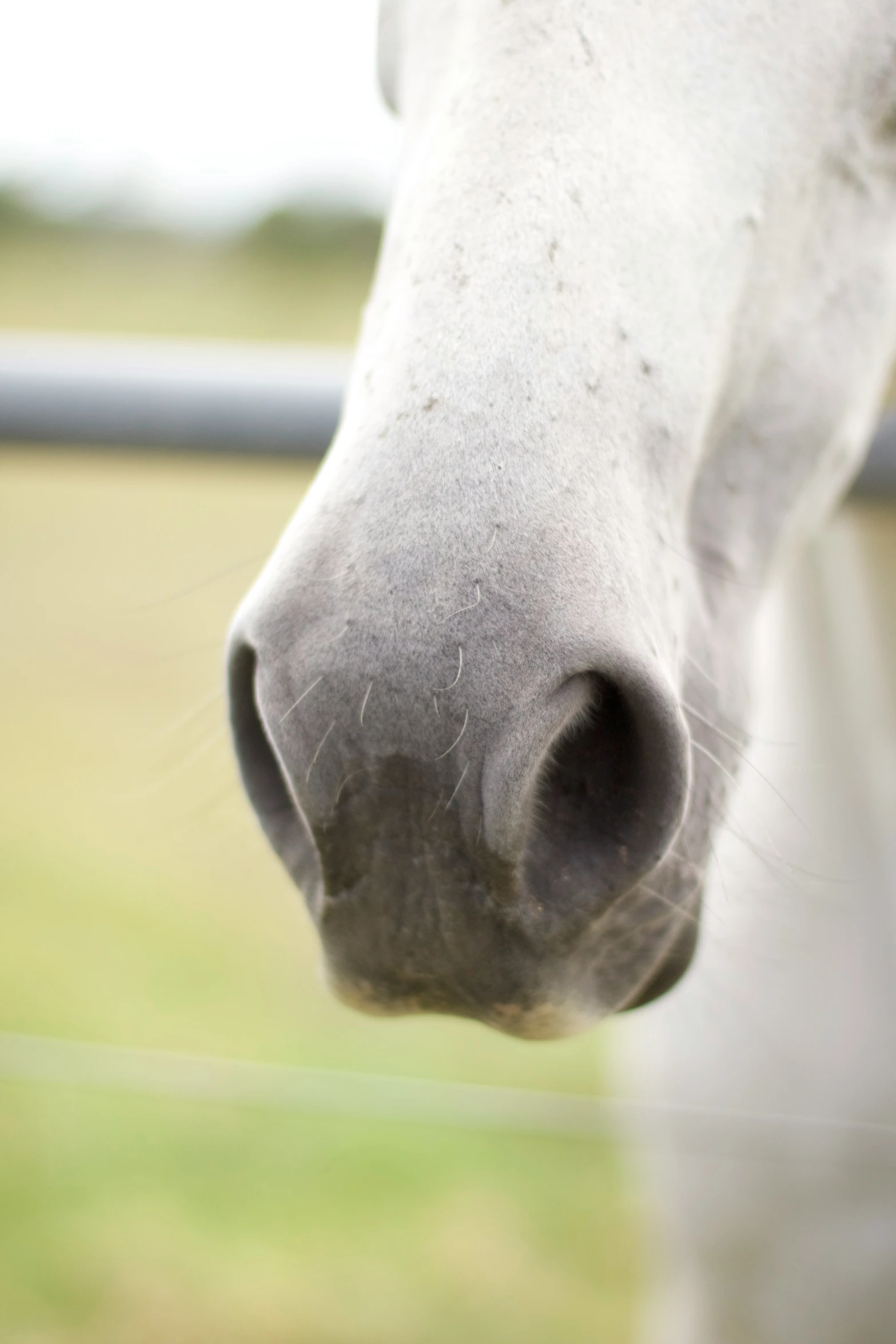 a close up of a white horse in the grass