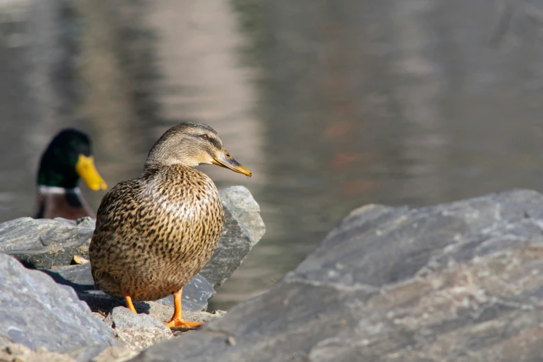 a little bird walking along the rocks beside a lake