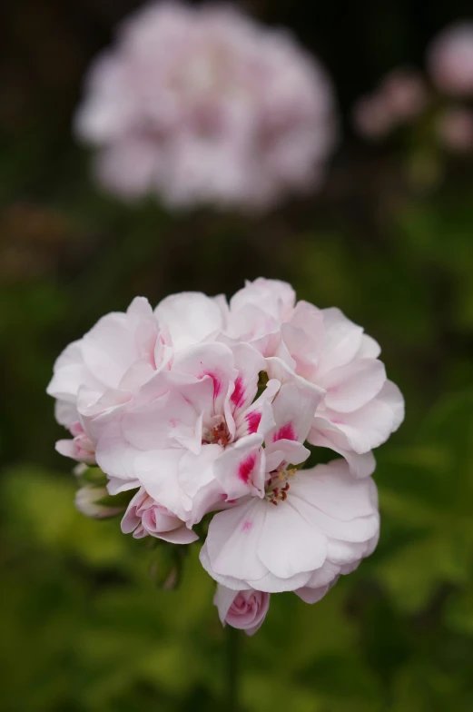 a white and pink flower is in bloom