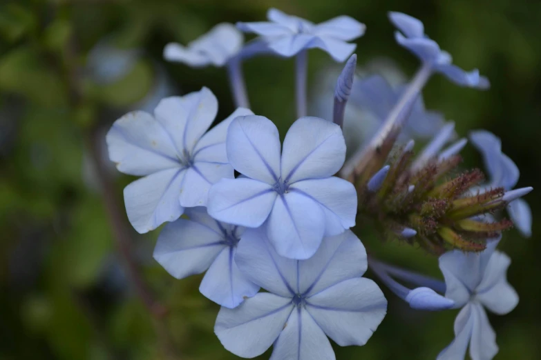 blue flowers blooming near each other in the field