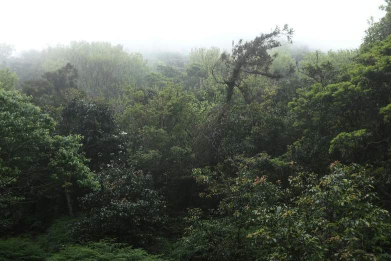 there is a lot of greenery and trees in the forest