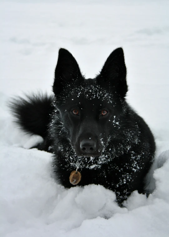 a dog looks at the camera while in a snowy field