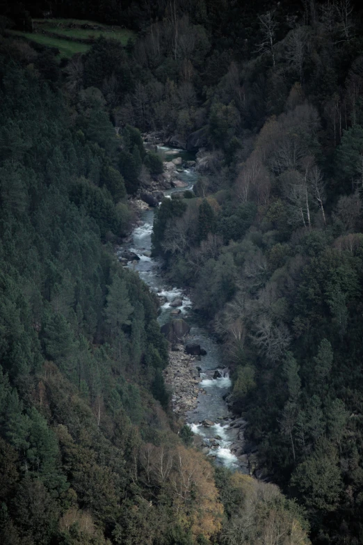 the river is moving through the dense forested area