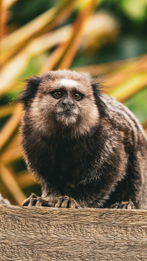 a monkey looking up while on top of a tree log