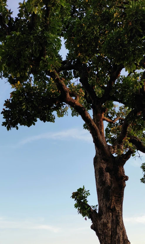 a giraffe that is standing under a tree