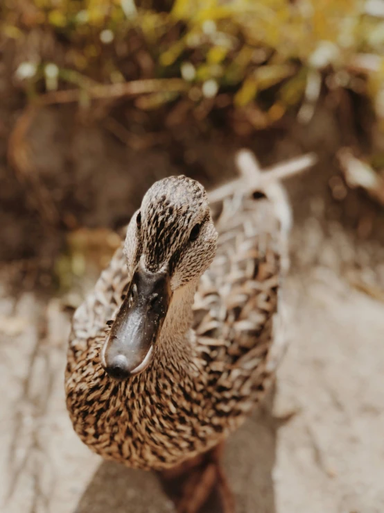 a duck walking across a wooden deck in front of a tree