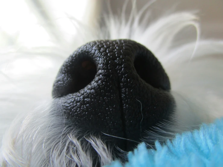 the close up of the nose and body of a dog