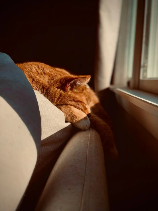 an orange tabby cat sleeping on a couch by a window