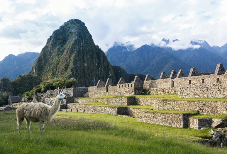 a llama in front of the ruins of machu picca