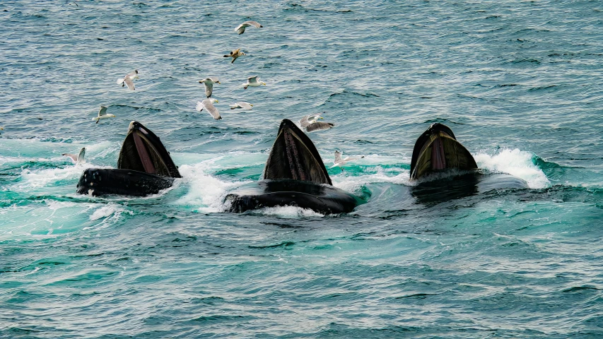 a group of orca's swimming on water with gulls flying over them