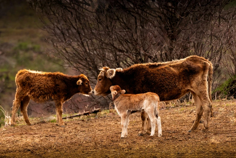 an adult cow standing next to a baby cow