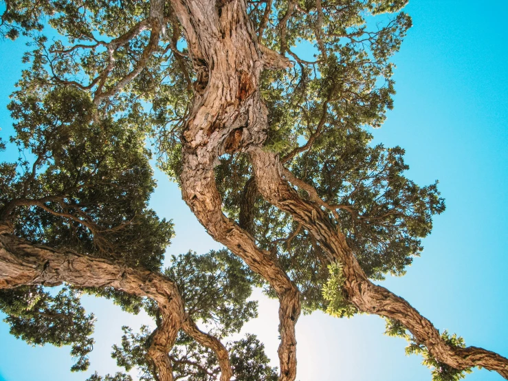 a tree with many nches stretching upwards in a clear blue sky