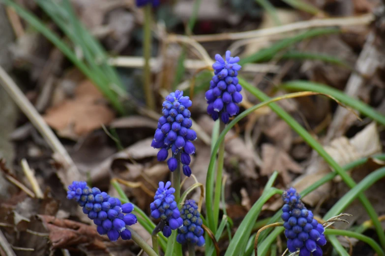 some blue flowers are in some dry grass