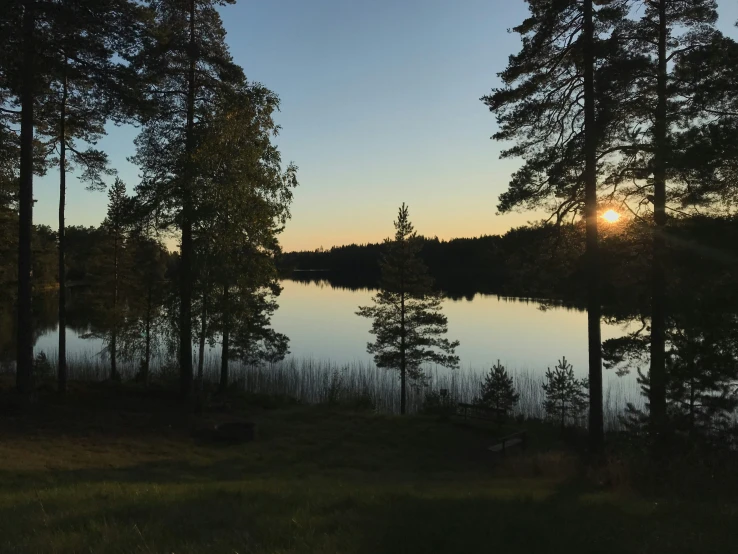 a forest with pine trees, trees, and the sun in the distance