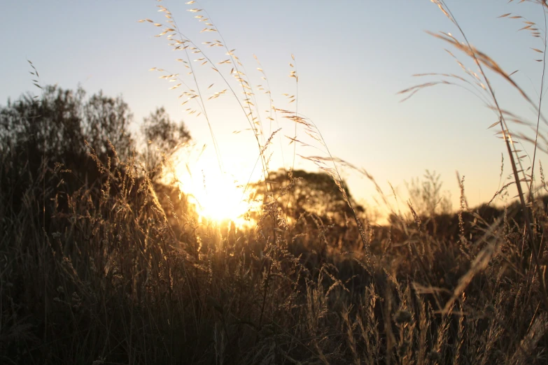 a field of grass at sunset with the sun shining