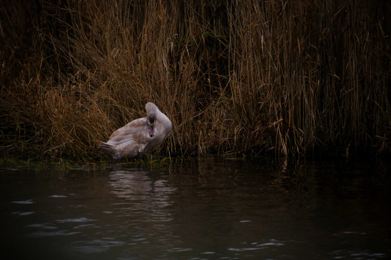 a bird is standing in the water near some tall grass