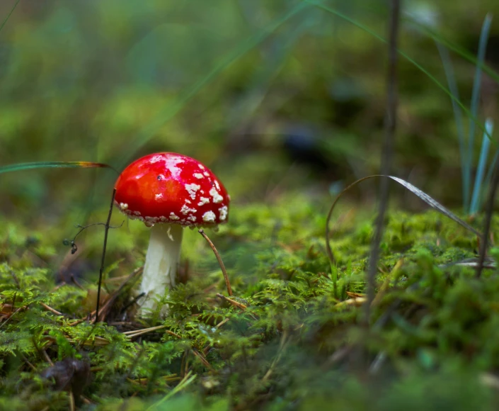 a tiny mushroom sitting in the moss on a field