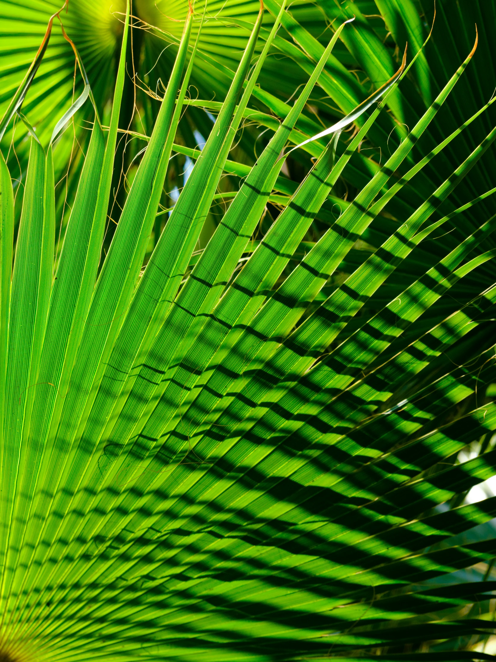 closeup of palm leaves, palm tree