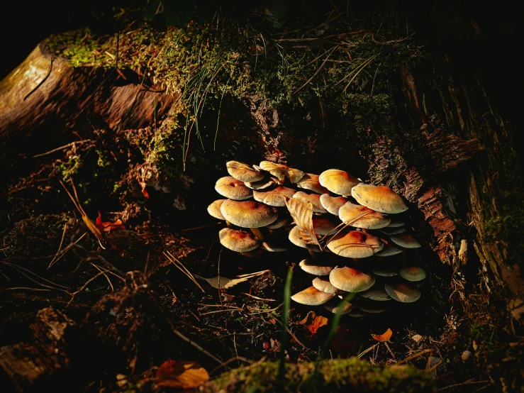 mushrooms grow on the forest floor near a log